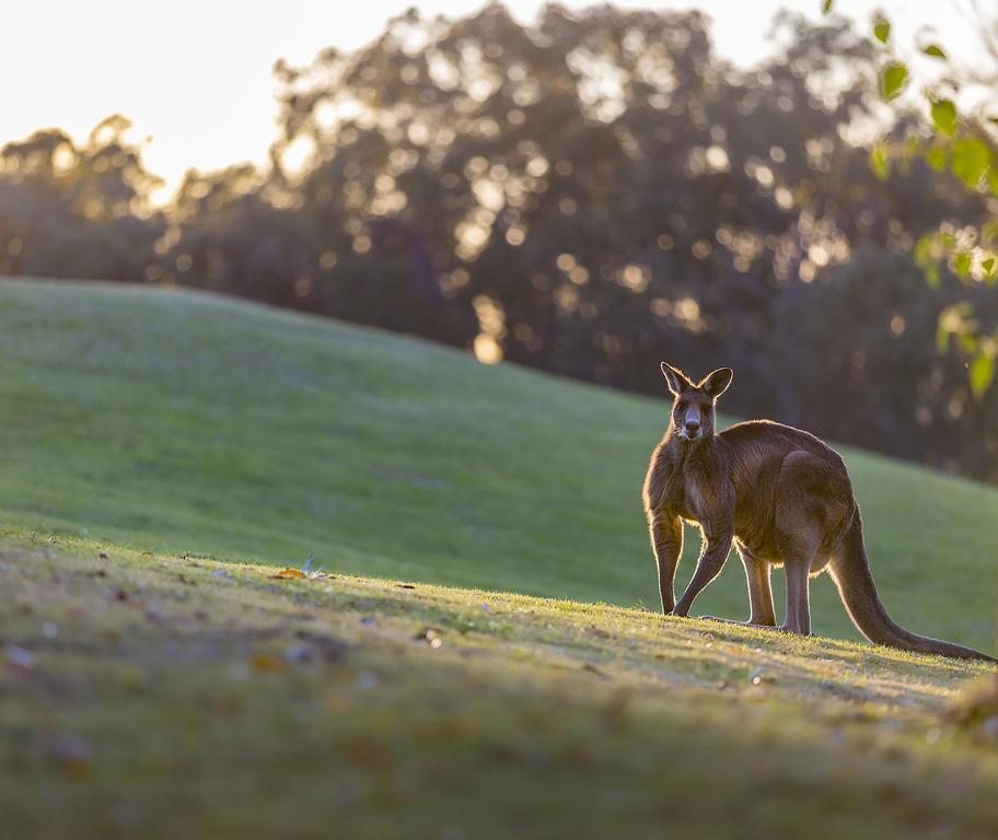 Oaks Cypress Lakes Resort Pokolbin Buitenkant foto